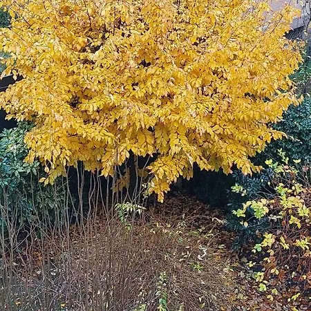 L'angolino Apartment Trient